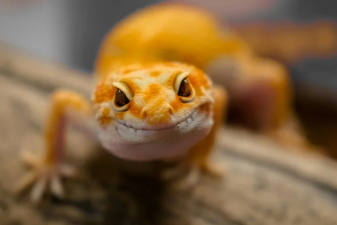 Are Reptiles Good Pets for Beginners?